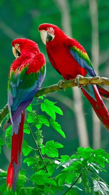 Kleuren van harmonie in de tropische kap