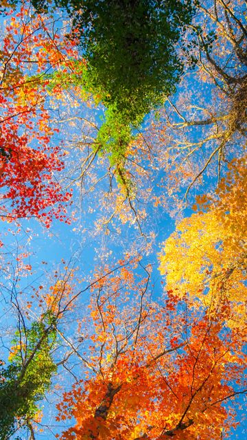 Herfstkroon: Kleuren van de natuur tegen een blauwe lucht